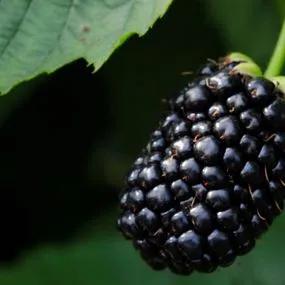 Bedford Giant Blackberry Plants (Rubus fruticosus Bedford Giant) 2